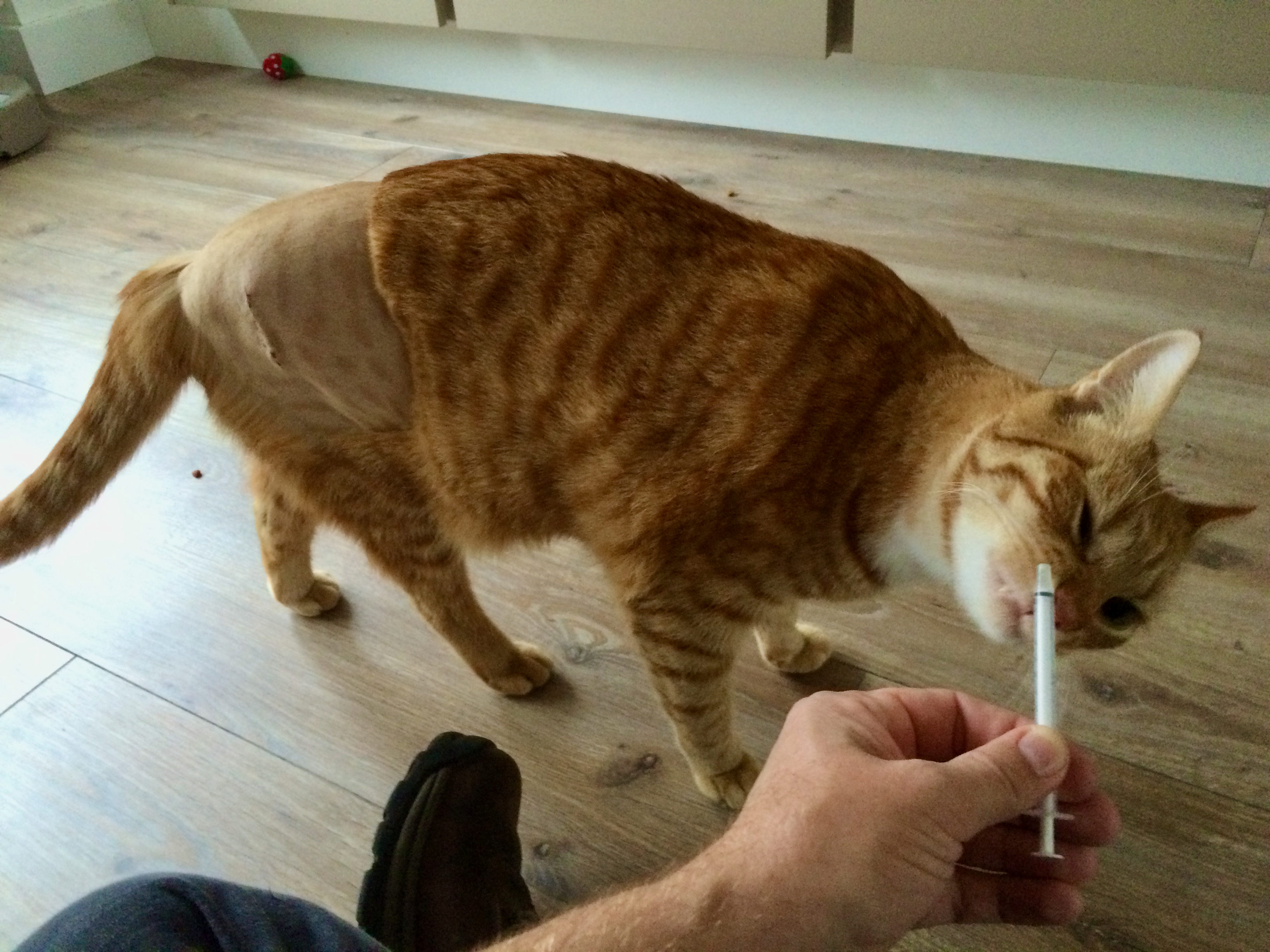 Balthazar after hip surgery