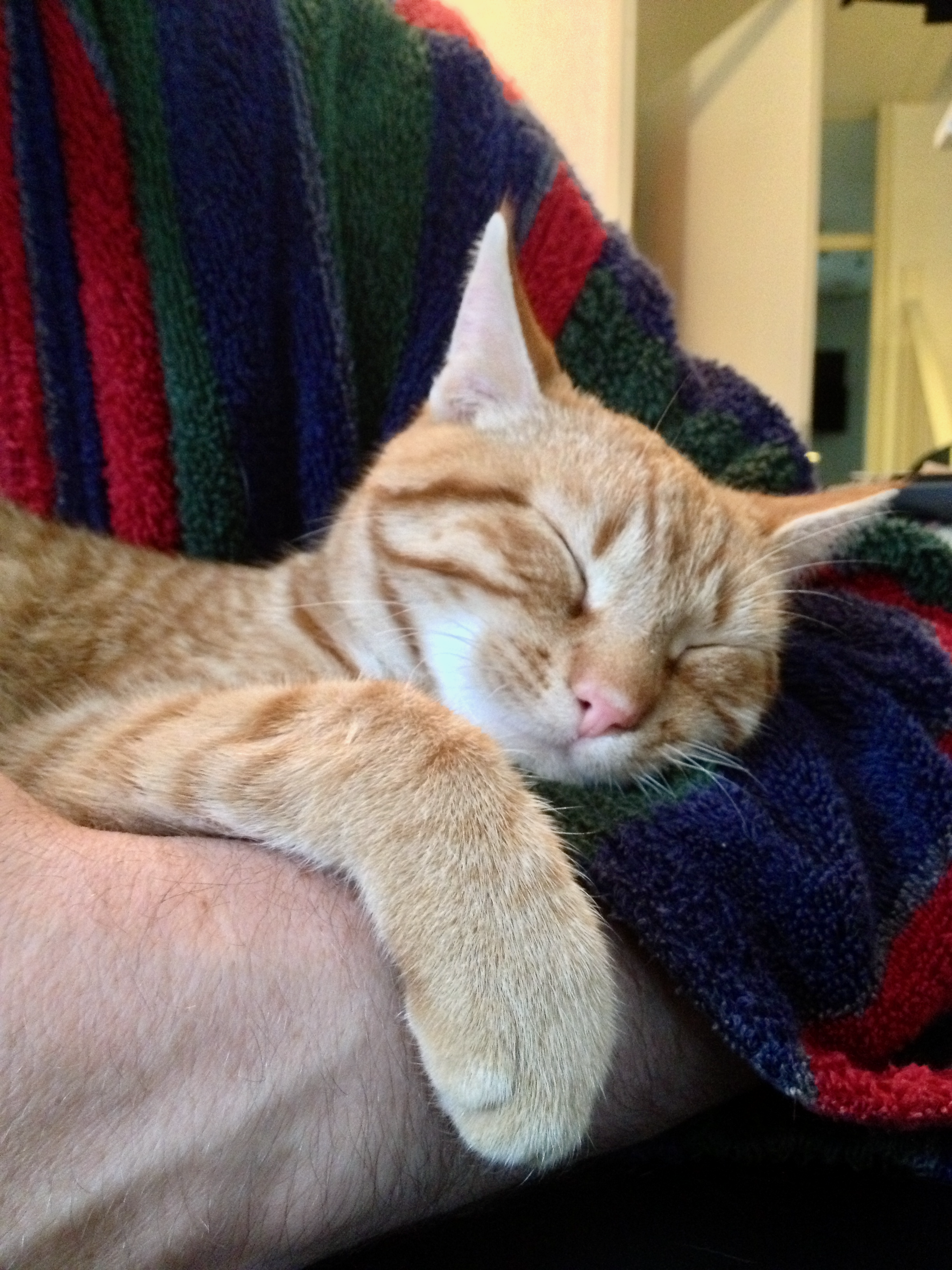 Balthazar, in my dressing gown, sleeping in my arms